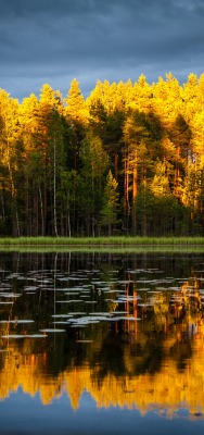 лес водоем закат кроны солнечный свет