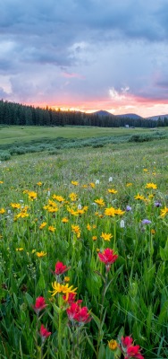 поляна цветы поле на закате склон
