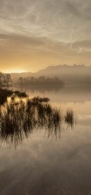 остров одинокое дерево озеро туман рассвет утро