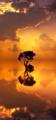 море дерево одинокое дерево закат отражение
