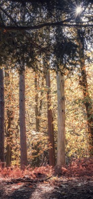 лес ели деревья осень