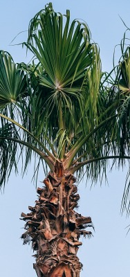 пальма верхушки ветви небо