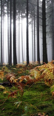 лес туман папоротник мох деревья ели