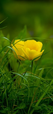трава зелень цветок желтый