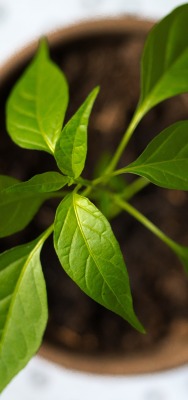 растение листья горшочек зеленое