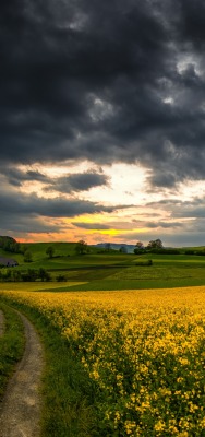 дорога поле рапс желтое поле закат тучи