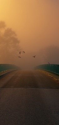 мост туман дорога на рассвете