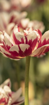 цветок тюльпан поле