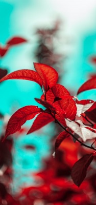 листья деревья боке красный