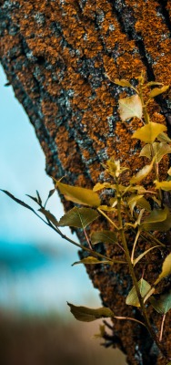 природа дерево мох