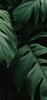 листья монстера лиана тропический