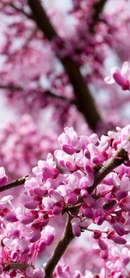 цветение ветви розовый сакура