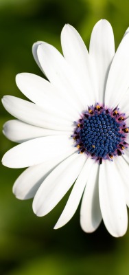 цветок белый ромашка макро
