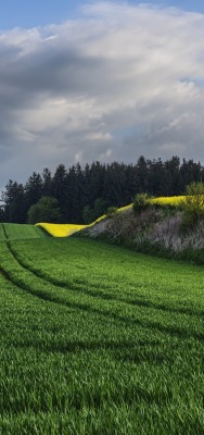 поле зеленое рапс