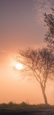 деревья дорога туман рассвет