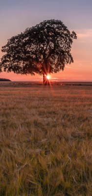 поле одинокое дерево трава рассвет горизонт