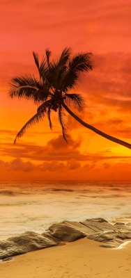 пальмы закат берег море
