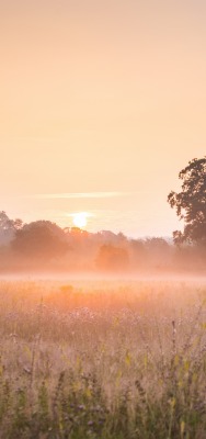 рассвет утро туман поле
