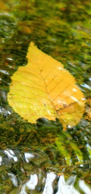 осень листок вода рябь