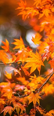 ветка клен листья осень