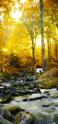 осень речка камни лес лучи