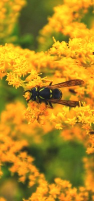 цветы желтые макро пчела