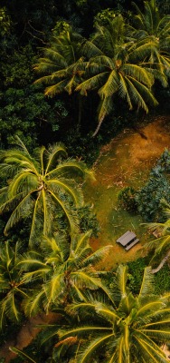 ландшафт высота пальмы лес