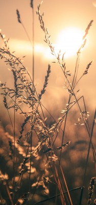 солнце пшеница трава природа