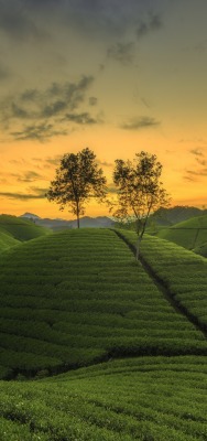 холмы зелень рис на закате