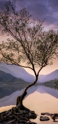 водоем штиль дерево озеро сумерки горы