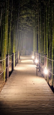 тропинка бамбук лес дорожка