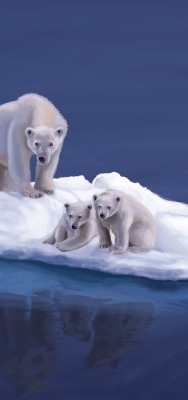 Белые медведи на льдинке