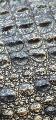Крокодил кожа