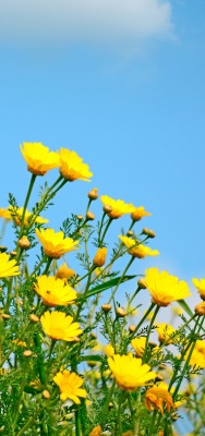 цветы желтые ромашки полевые голубое небо ясное небо