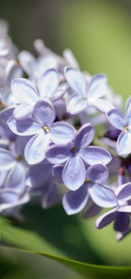 сирень цветы фиолетовый ветка