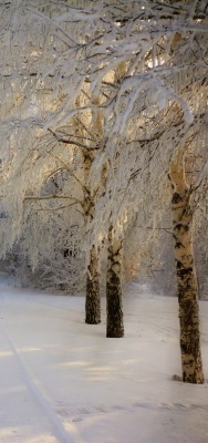 зима деревья снег тропа