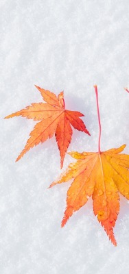 листья снег осенние кленовые