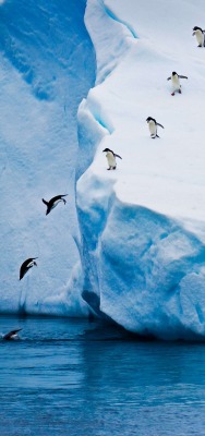 пингвины антарктида глыбы снег