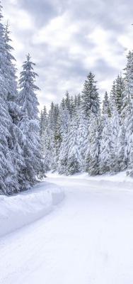 зима дорога снег ели лес