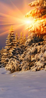зима лес снег лучи ели