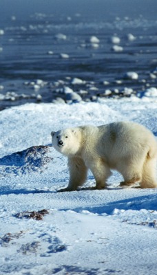 Белый медведь во льдах