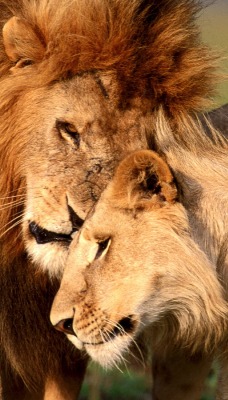 Любовь, львы