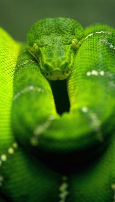 Зеленый змей