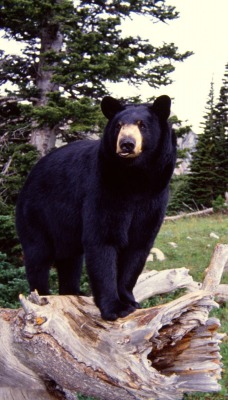 Черны медведь