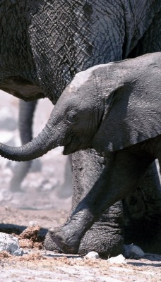 Слоненочек