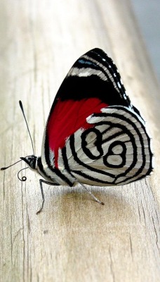 Бабочка1