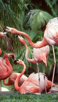 Фламинго розовые
