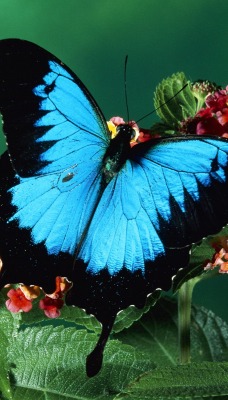 Бабочка на цветках