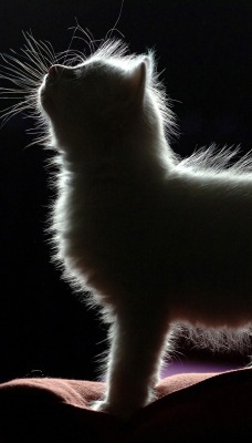 Белый котенок в темноте