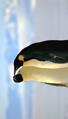 пингвиньи нежности